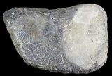 Hadrosaur Toe Bone - Alberta (Disposition #-) #71655-1